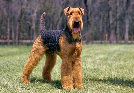 Airedale Terrier