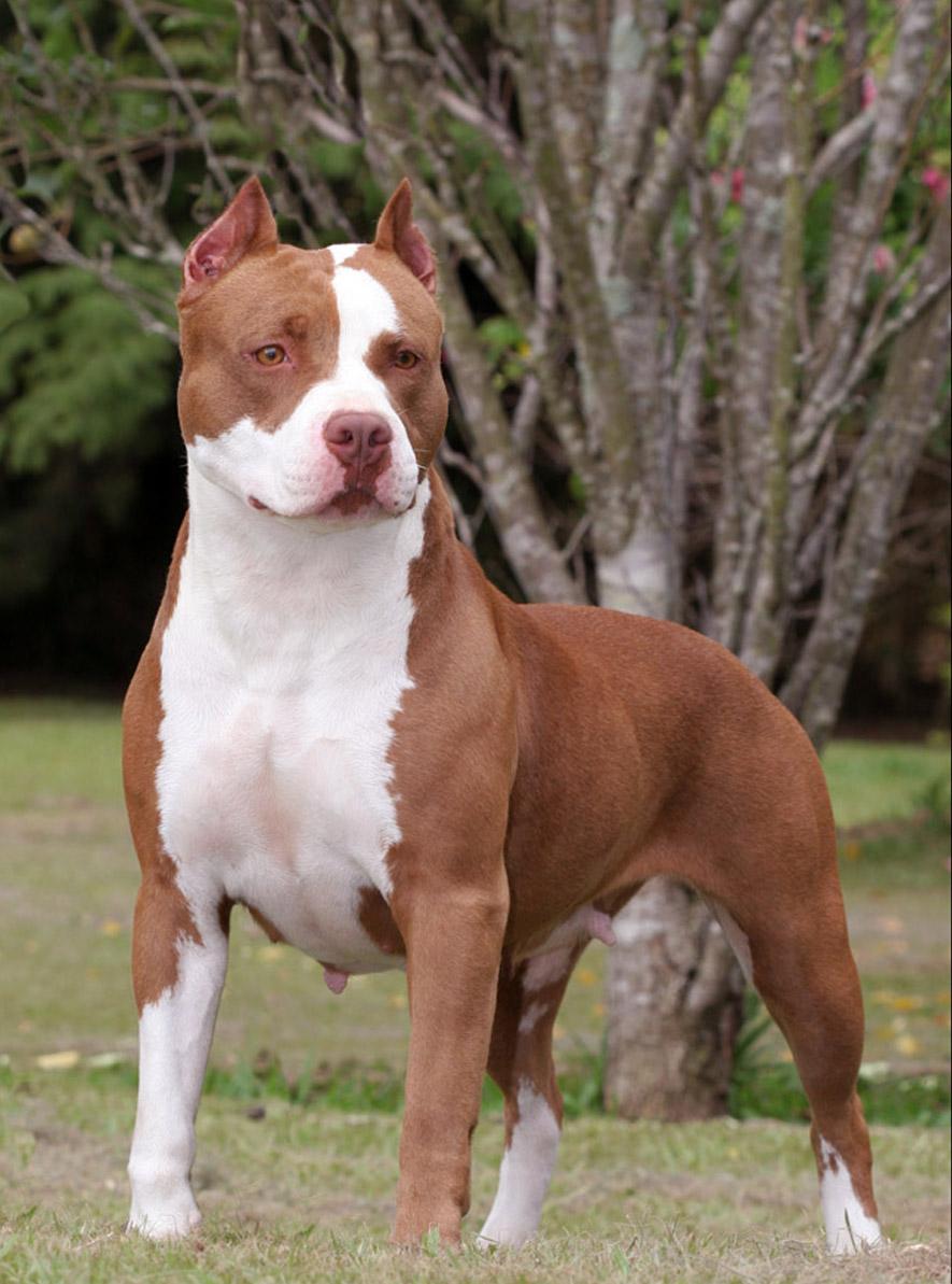 American Pit Bull American Pit Bull