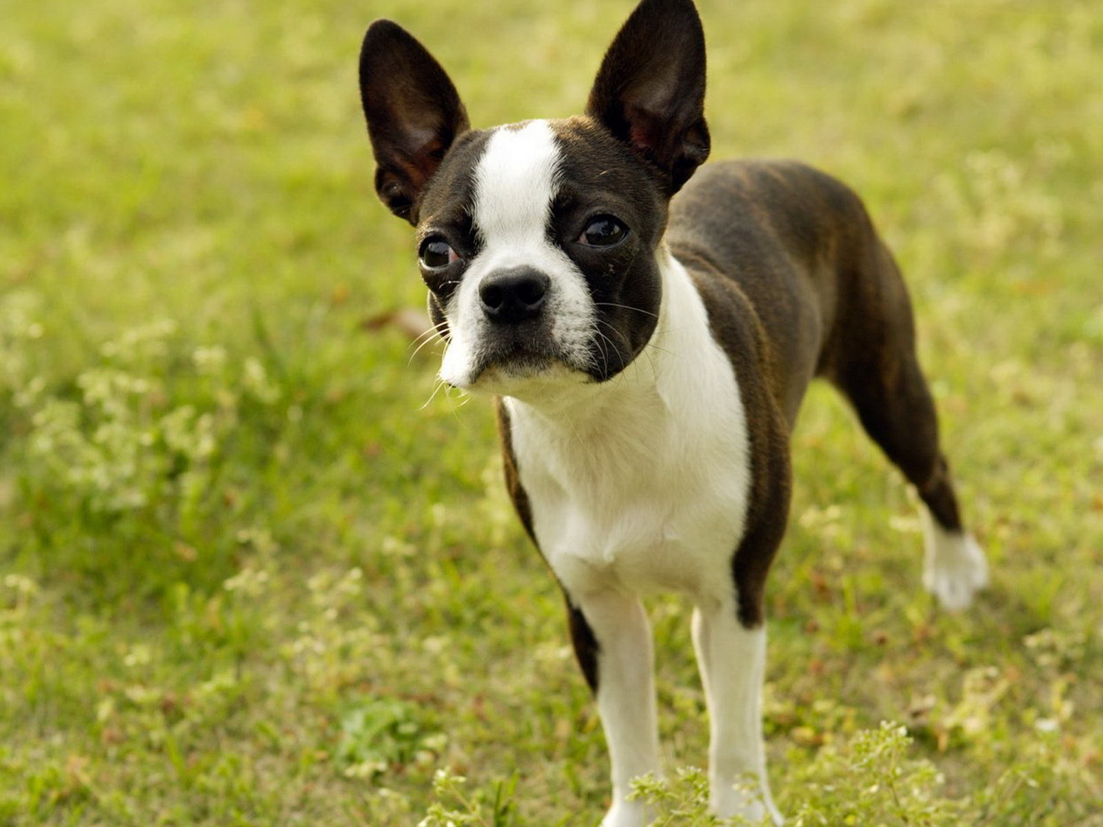 Boston Terrier Boston Terrier