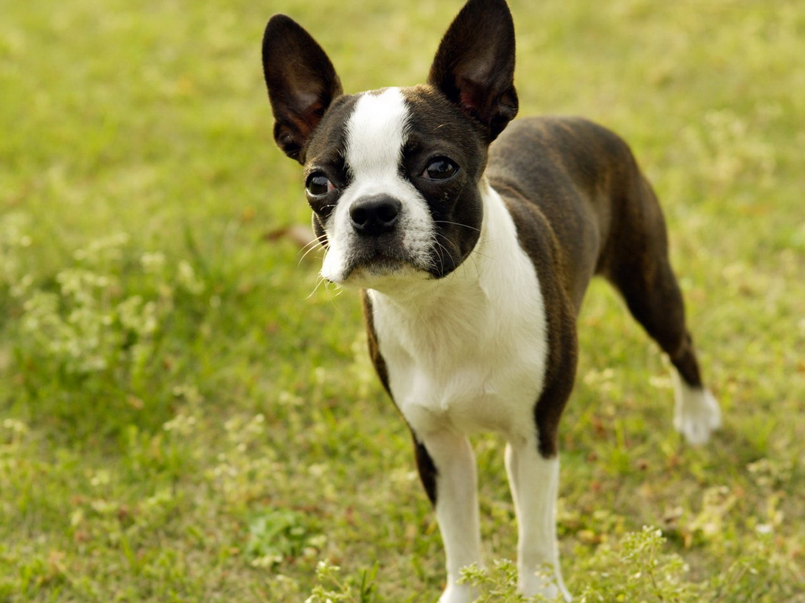 Boston Terrier