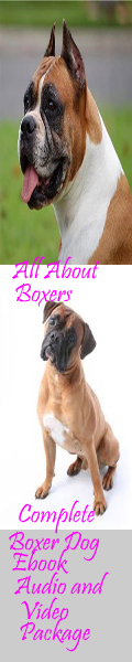 Boxer Dog