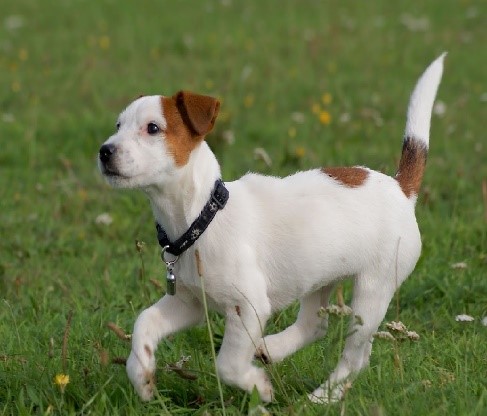 jack russel terrier