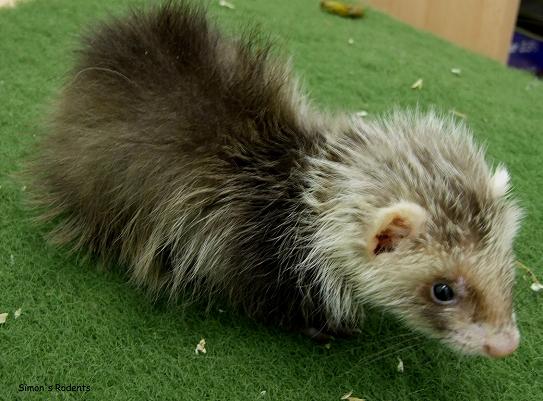 angora ferret