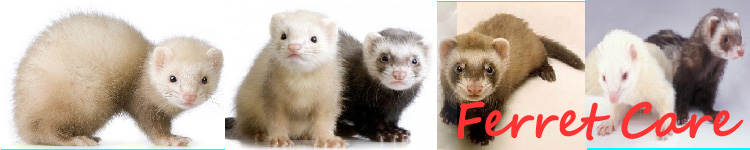 Ferret Care